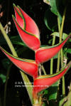 Heliconia orthotricha 'Pink Base'